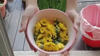 Harvest Chrysanthemum flower to make tea