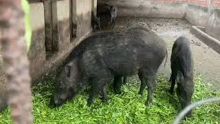 Mn vào xem trại heo rừng
