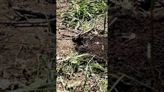 Vole Hole