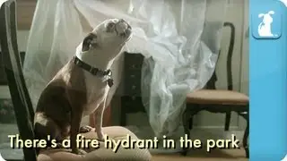 Adele - Rolling in the Deep - Pawdele - Digging in the Deep - Petody  Karaoke