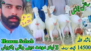 20 January 2026 Sainan Teddy goats jiada dudh dene wali bakriyan سائنن ٹیڈی کامیاب نسل Tuesday offer