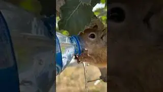 thirsty squirrel drinks water from a bottle.#pets #animals #cute #squirrel
