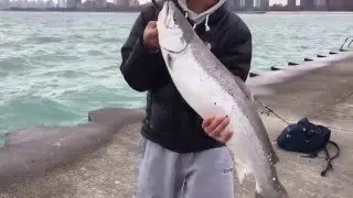 Caught me a 14lbs brown trout on rod and reel( Chicago fishing)