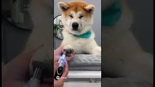 Hachi gets his pedicure done 💅🏻 #ai #animals #hachi #akita #akitainu #dog