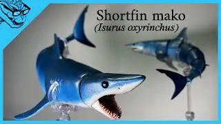 Shortfin mako shark (3D printed figure showcase)