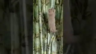 Hanging & smooth landing. #funnycats #zuki #shorts