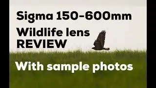 Sigma 150-600mm Contemporary Review, Key points with example images. Awesome Wildlife lens!