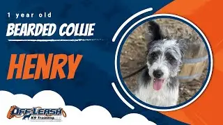 Bearded Collie Mix 🐾Off leash Training / Best Dog Trainer / Reno, NV🐾