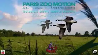&laquo; MIGRATORY WILD GEESE &raquo; PARIS ZOO MOTION part of the album &laquo; ZOOLOGICAL COSMIC ANIMALS BEHAVIOR &raquo;