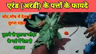 एरंड (अरंडी) के पत्तों के फायदे।Arandi ka ped kaisa hota hai? Benefits of arandi.#ricinuscommunis