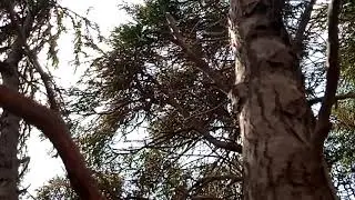 Tree Pipit singing /Pipit des arbres chant / Anthus trivialis