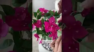 Artificial Twisted Bougainvillea Tree | Mason Home #HomeDecor