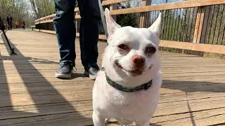Dog candidates vying to win off-leash election