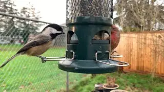 Neighborhood Birds at the Backyard Feeder🐤🥰✨#backyardbirds 