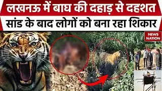 Lucknow News: रहमानखेड़ा इलाके में बाघ की दहाड़ से दहशत, सांड का किया शिकार, डर के साए में लोग