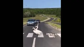 That is Called Responsibility Ducks are Crossing Roads and Traffic Stops @OnlyTruthisthereality786