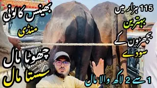 Bhains Colony Mandi Karachi Cattle Rates Update❤️ || 24 January 2026 || Cow Mandi 2026 💫