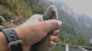 गांव में ट्राउट से कमाई || Trout Fish Farming ||