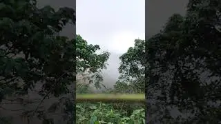 Foggy #coolchange #coolweather #shortsvideo #short #viralshort #shortviral
