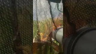 Canon R7 subject and eye AF tracking bird photography #canonr7 #eyetracking  #wildlife