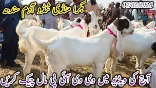 Bakra Mandi Tando Adam | Latest update | Bakra Eid 2026 | patari barbari bakriyan | date 07/02/2026