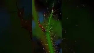 Deadly Grip Of A Sundew Leaf #carnivorousplant #pitcherplant #sundew #drosera @NandanamExotics