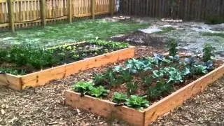 Evolution of Our Fall Vegetable Garden