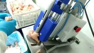 Dutch Poultry Tech Single Thigh Deboner | Pluck and play poultry processing solutions