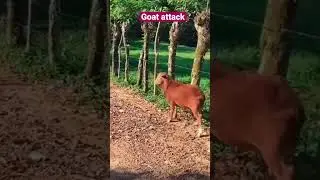 Goat attacked bull #trending #fight #fighting #fighter #animals #bulls #viral #shorts #reels #yt