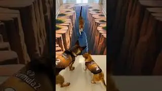 Never trust yourself&hellip; trust the cat 😎 #dogshorts#chihuahua#belgianmalinois #funnydogs