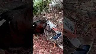 Mallard Duck VS Muscovy Duck Fight short #shorts #fight #vs #ducks #wildlife #nature #birds