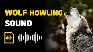 Real Wolf Howling Sound | Wild Animal Call for Kids & Nature Lovers 🐺