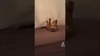 cat likes being upside down with paws up under blanket (@trippysie)
