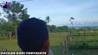COW RACE