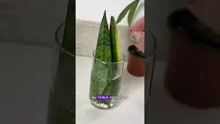 Как укоренить сансиеверию ?