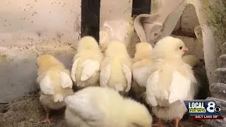 Is owning chickens less expensive than buying eggs at the store?