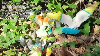 Entrenamiento de palomos deportivos:Hoy junto los peques con los bebes y estos ya aprietan!!!11,1,26