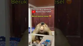 Beruk bastian kesel kalo anaknya dipegang org lain #animal #babymonkey #funny