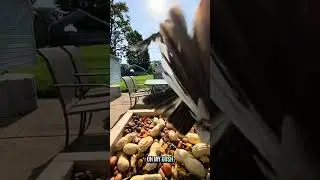 Trying to Befriend Crows: Day 58