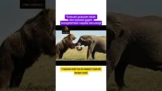 BEAR VS ELEPHANT&ndash; Epic Battle of Raw Power! 🐻🆚🐘#animals #shorts