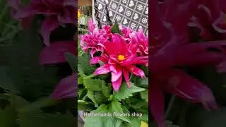 Netherlands flowers shop, Нидерландский магазин цветов #нидерланды  #цветы