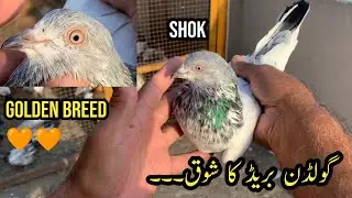 Golden Breed ka shok || Golden Jora || Kabootar sports || parwazi || shok