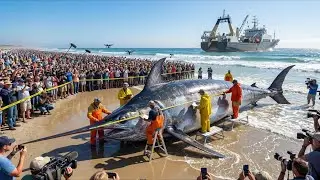 That &ldquo;Sword&rdquo; Almost Took Him Out &mdash; Giant Swordfish Caught on Camera