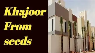 How To Grow Khajoor From Seeds / How to Transplant Date Palm / Khajoor Ko Kaise Ugaye