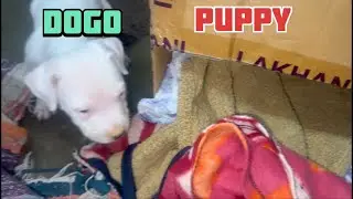 sardiyon mein dog ke bacche ko rakhen ka tarika सर्दियों में पिल्ले को सुरक्षित रखना का तरीका