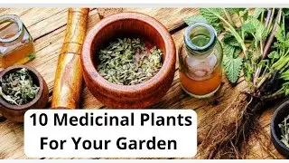 Medicinal Garden kit Review, 10 Medicinal Plants For Your Garden