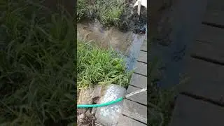 Wayne Water Bug