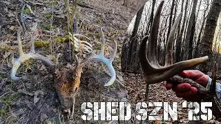 Shed Hunting Success! Finding Antlers from Hit List Bucks & Deadheads | 2025 Shed Season