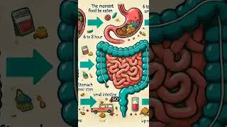 How Long Does It Take to Digest Food? #stomach #stomachcancer #shorts #digestivesystem