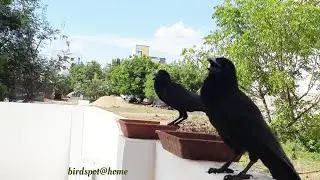 crows just chilling out at birdbath #justchillin #junglecrows #ravens #birdbath #justbeing #crowlove